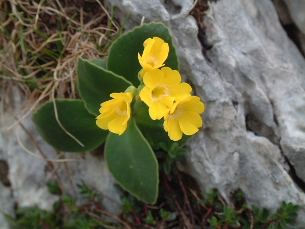 Primula auricula dalla Valle di Canneto (FR)